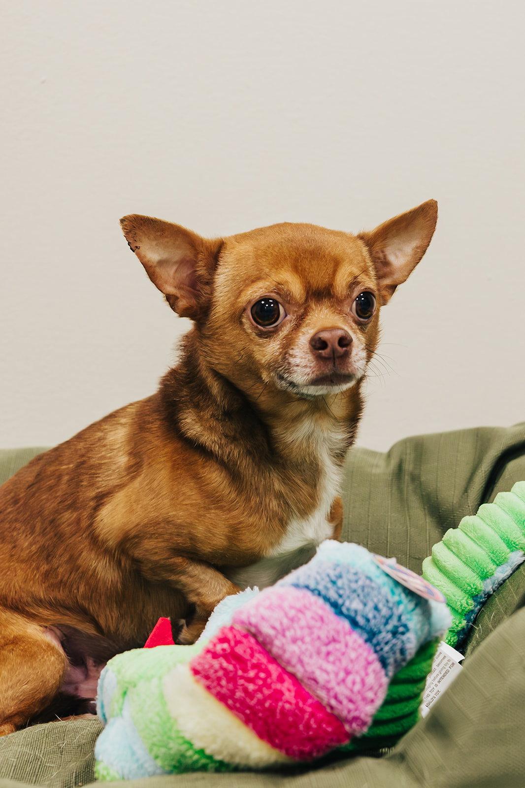 Enlarge Kai, a Adoptable Chihuahua in Lancaster, PA image 1/3