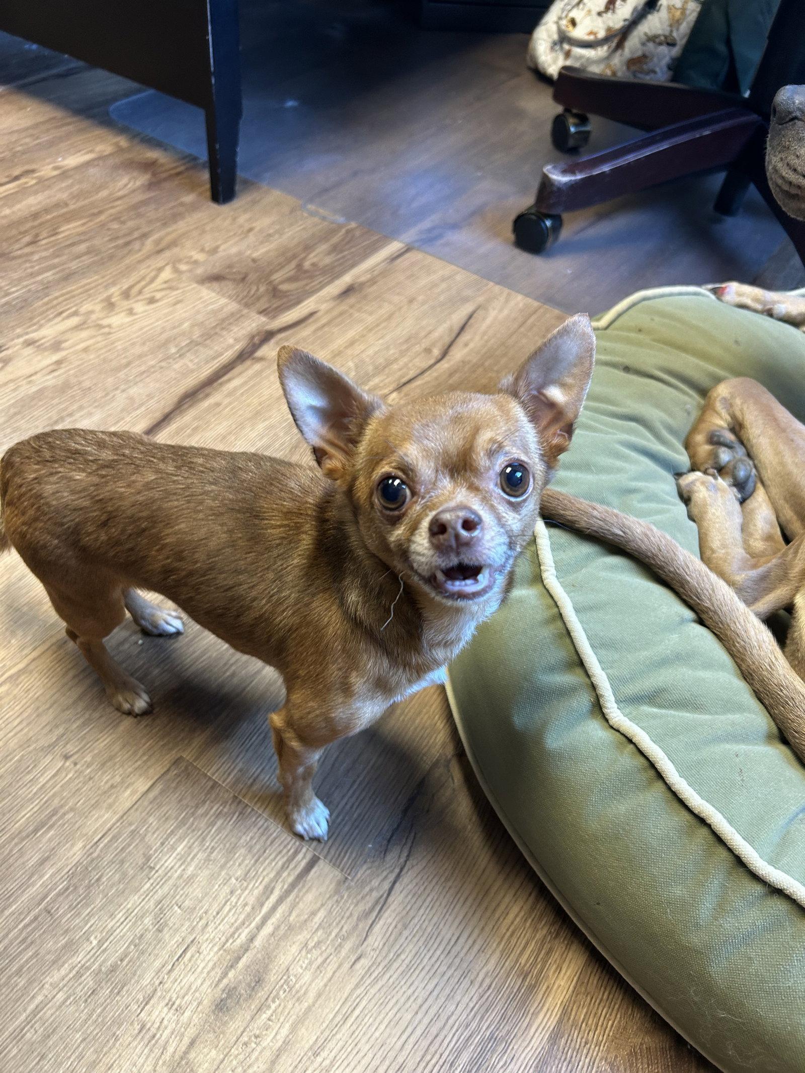 Enlarge Kai, a Adoptable Chihuahua in Lancaster, PA image 3/3