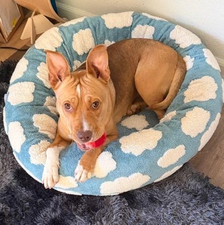 Enlarge Nana, a ADOPTABLE mixed breed in Truckee, CA image 2/5
