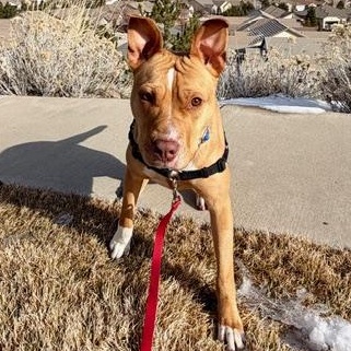 Enlarge Nana, a ADOPTABLE mixed breed in Truckee, CA image 4/5