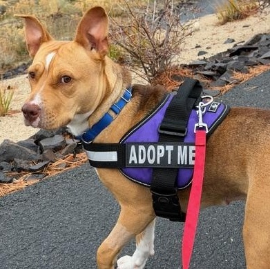 Enlarge Nana, a ADOPTABLE mixed breed in Truckee, CA image 3/5