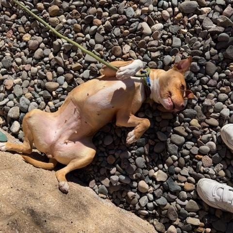 Enlarge Nana, a ADOPTABLE mixed breed in Truckee, CA image 5/5