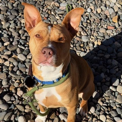 Nana, ADOPTABLE, Young Female American Bully & American Staffordshire Terrier.