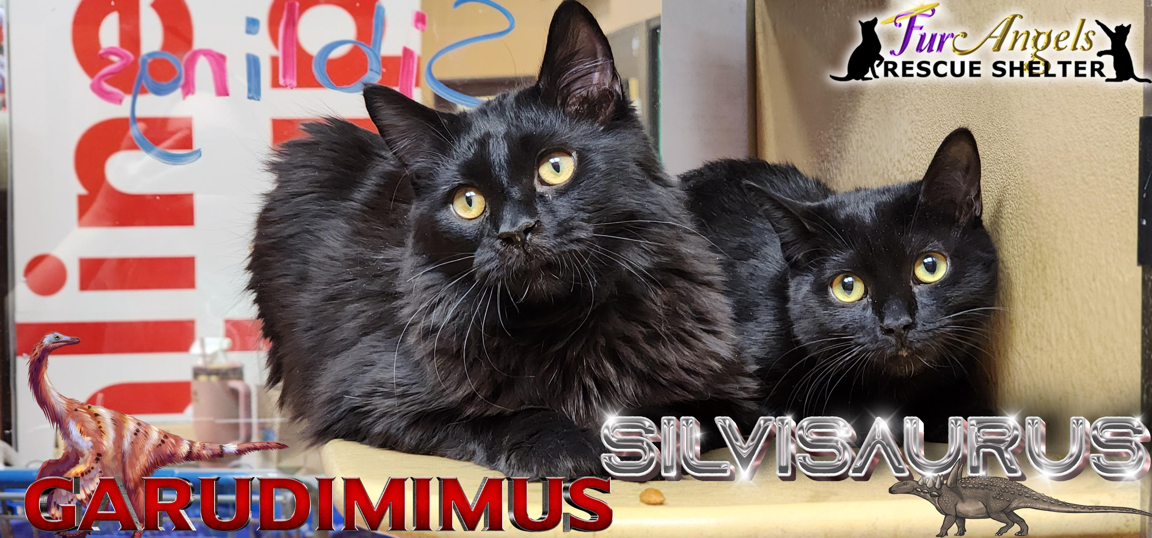 Garudimimus and Silvisaurus, Adoptable, Kitten Male Domestic Long Hair & Domestic Short Hair.