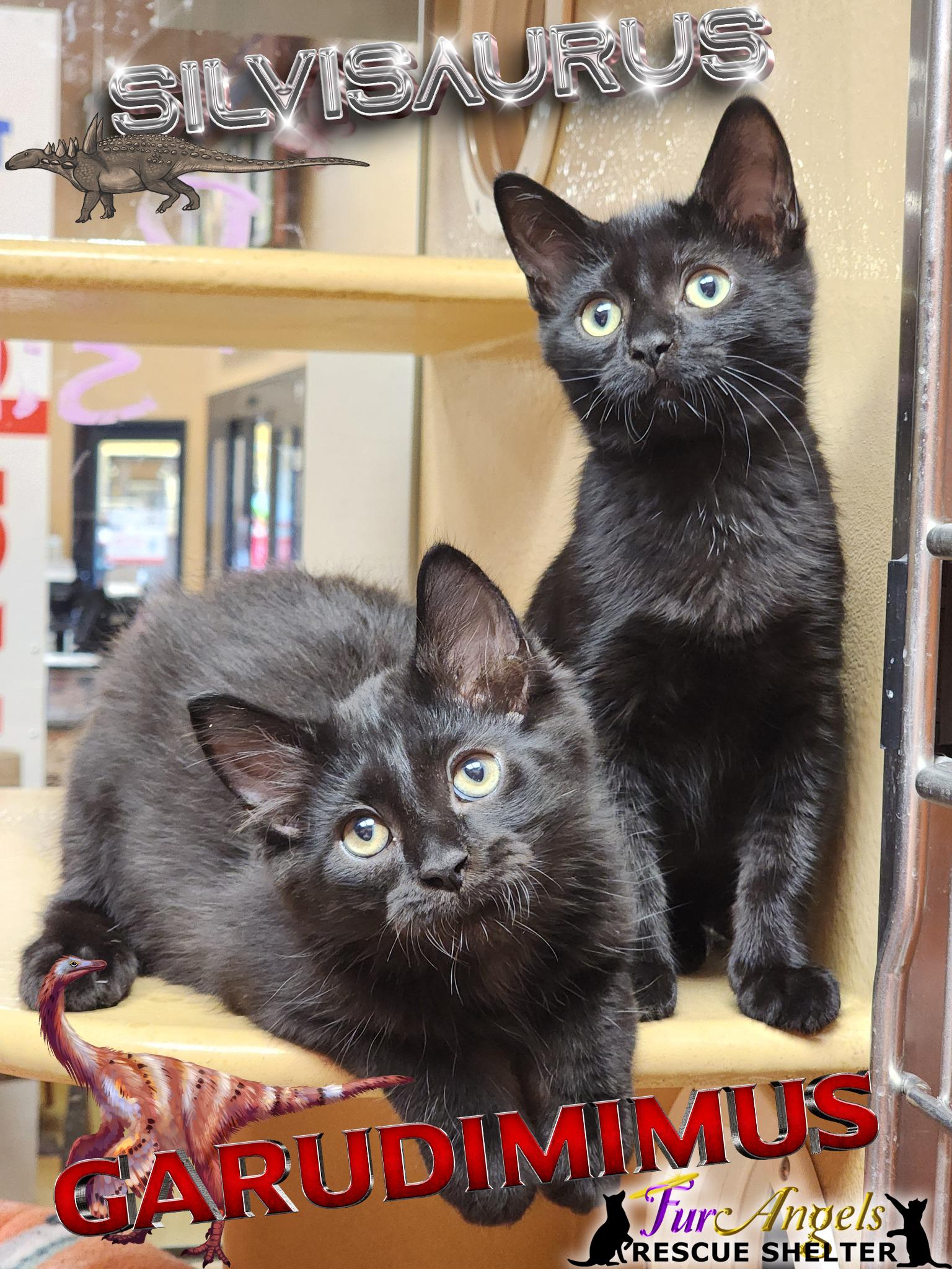 Garudimimus and Silvisaurus, Adoptable, Kitten Male Domestic Long Hair & Domestic Short Hair.