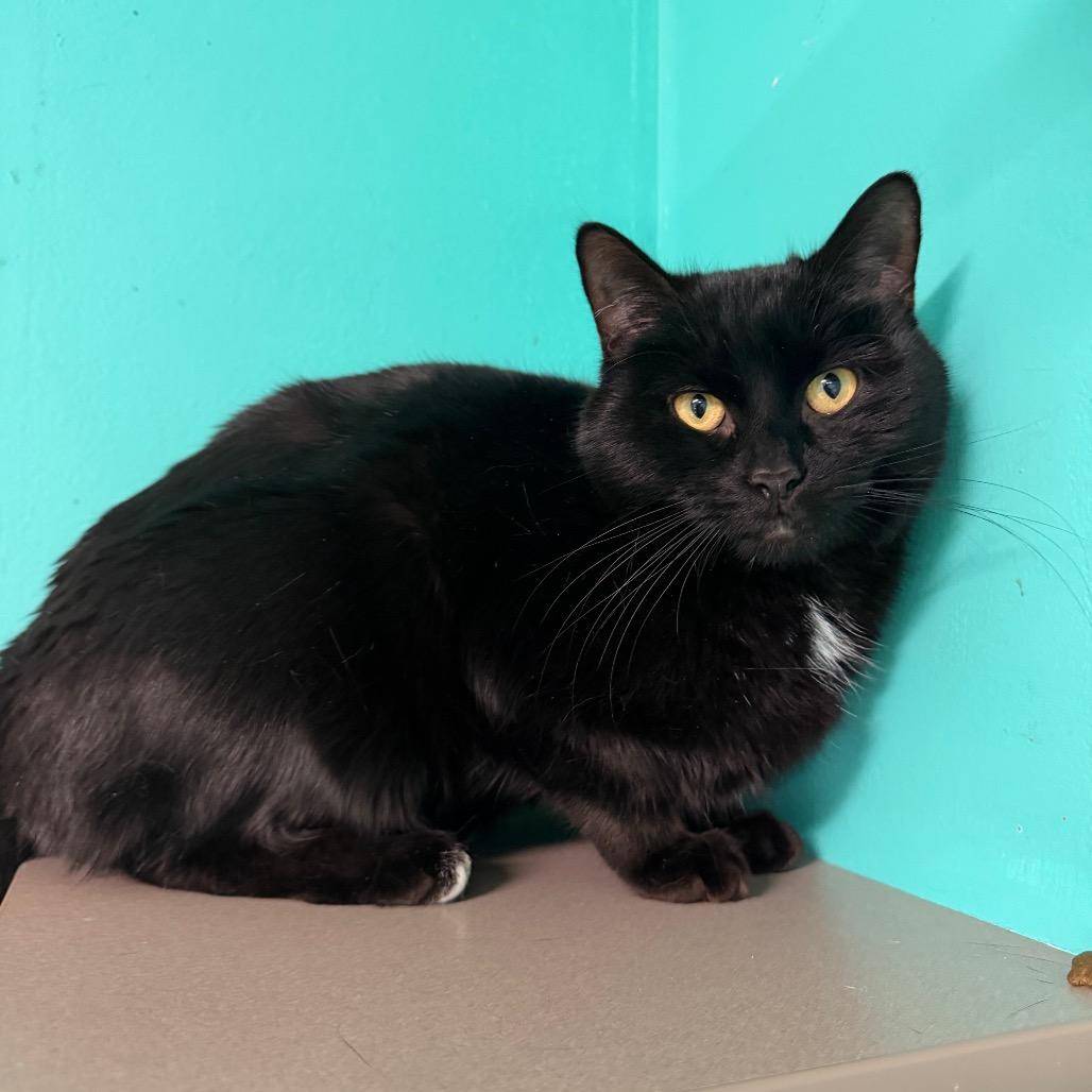 Enlarge Gumbo, a Adoptable mixed breed in Binghamton, NY image 1/4