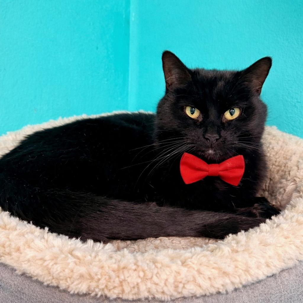 Enlarge Gumbo, a Adoptable mixed breed in Binghamton, NY image 2/4