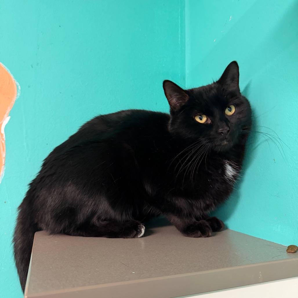 Enlarge Gumbo, a Adoptable mixed breed in Binghamton, NY image 3/4