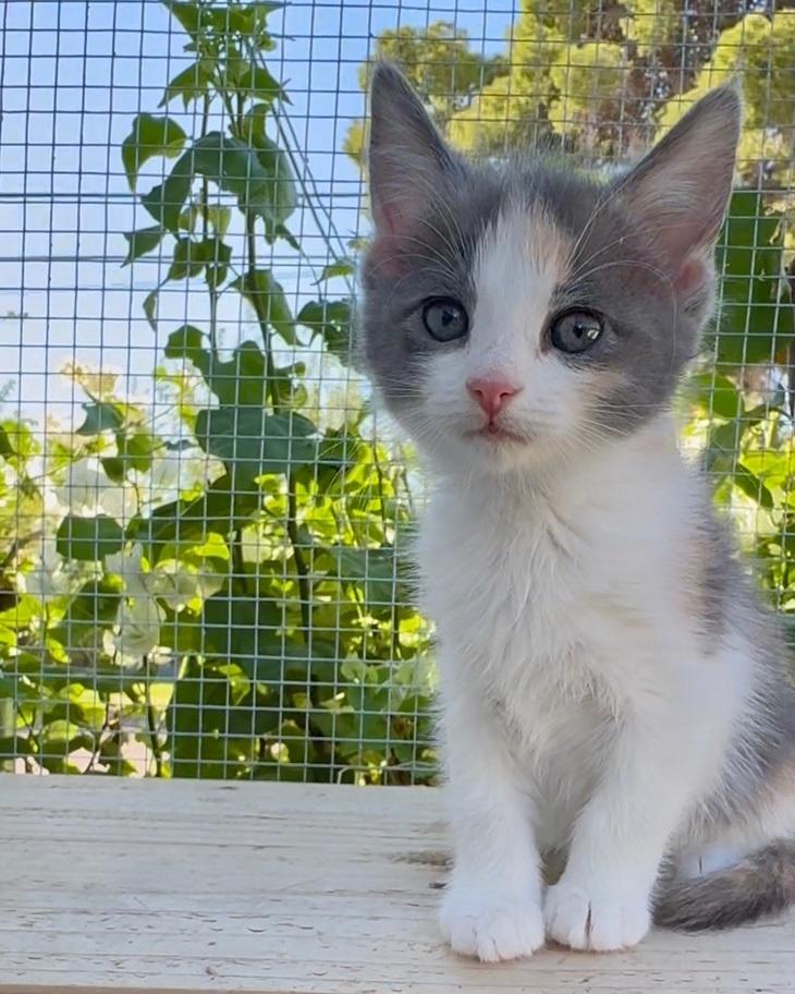 Enlarge Mimzi, an adopted Domestic Short Hair in Scottsdale, AZ image 1/5