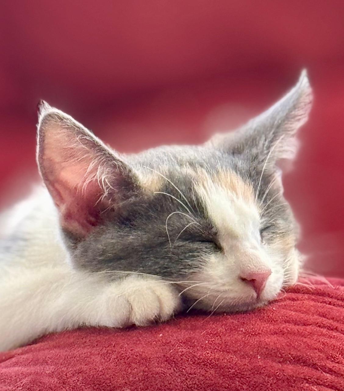 Enlarge Mimzi, an adopted Domestic Short Hair in Scottsdale, AZ image 2/5