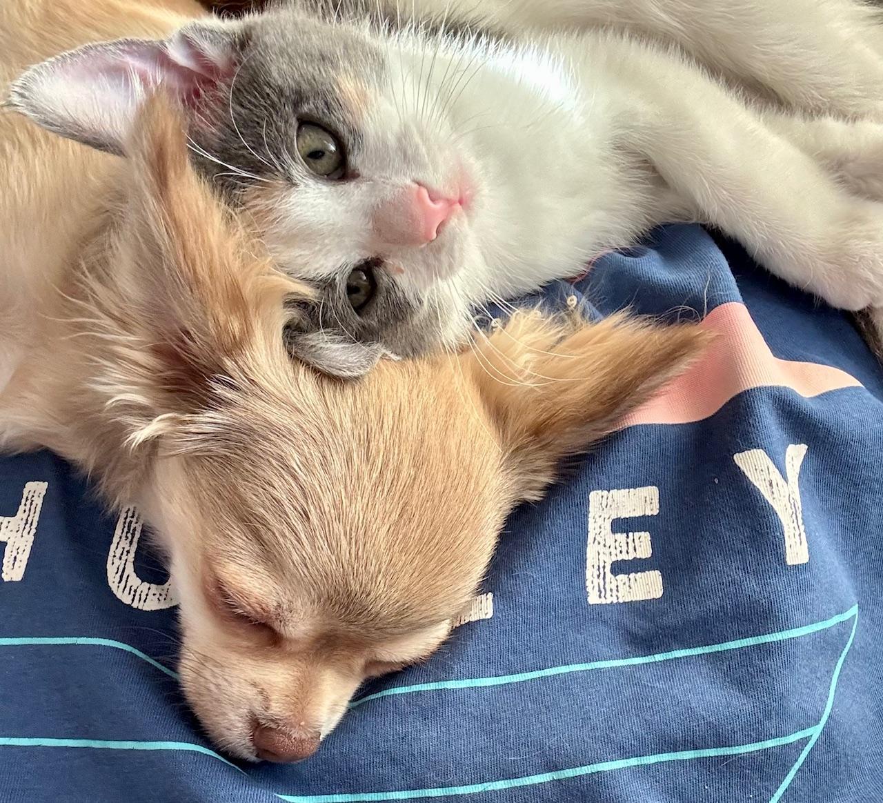 Enlarge Mimzi, an adopted Domestic Short Hair in Scottsdale, AZ image 5/5