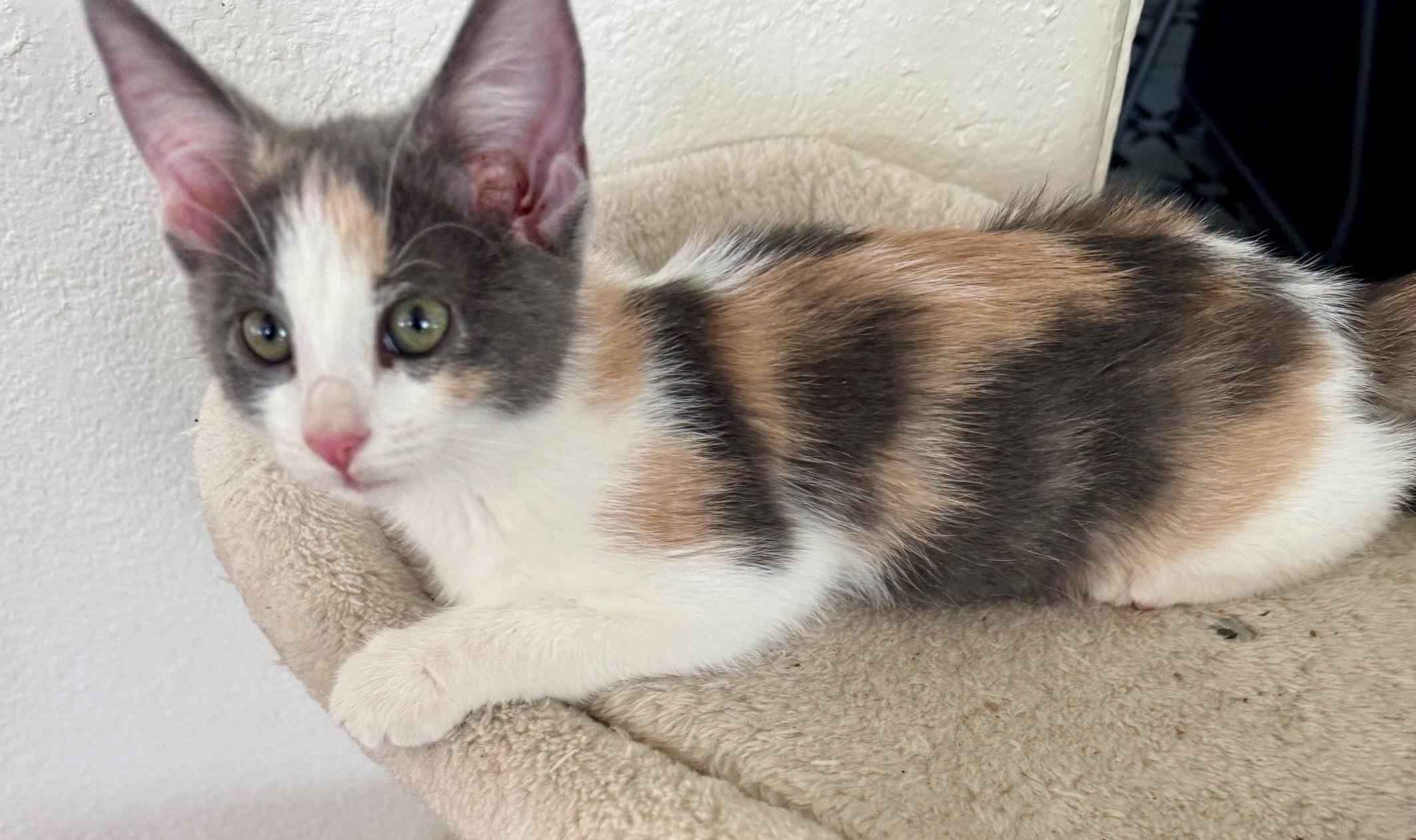 Enlarge Mimzi, an adopted Domestic Short Hair in Scottsdale, AZ image 4/5