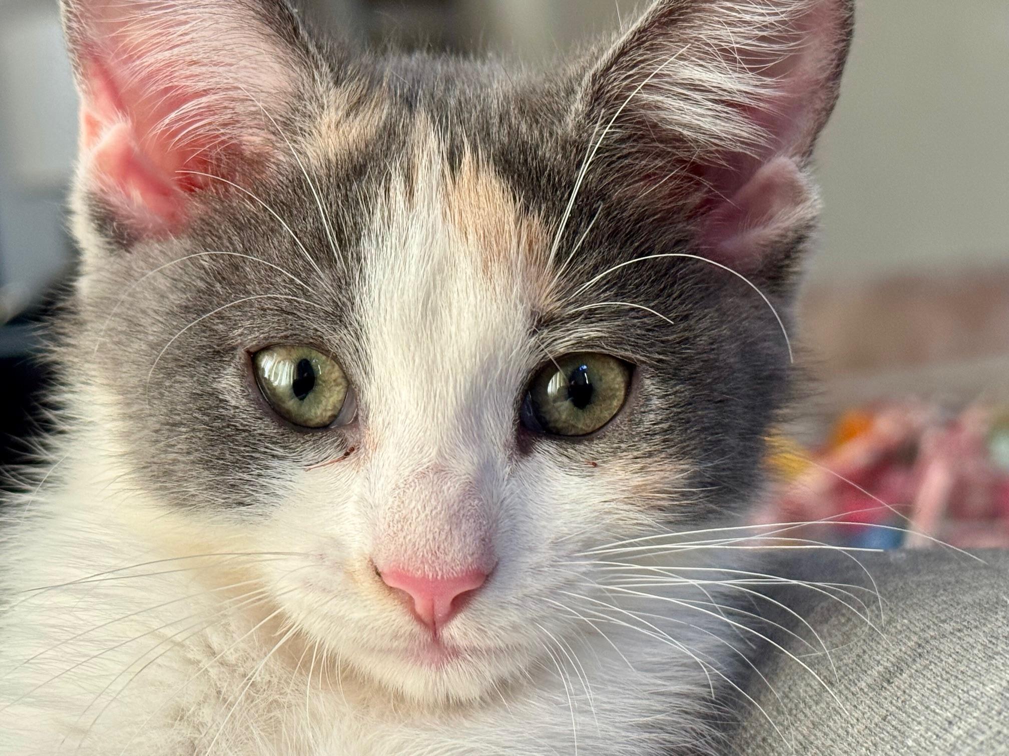 Enlarge Mimzi, an adopted Domestic Short Hair in Scottsdale, AZ image 3/5