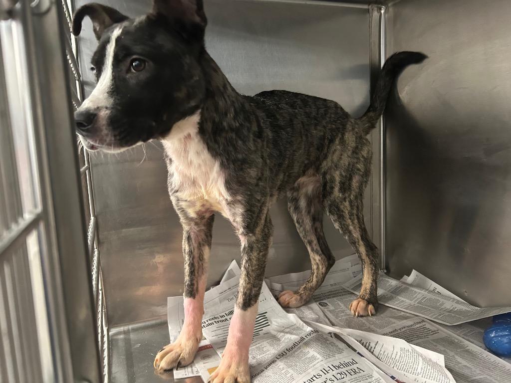 Enlarge Daphne, a Adoptable mixed breed in Oxford, NC image 1/1