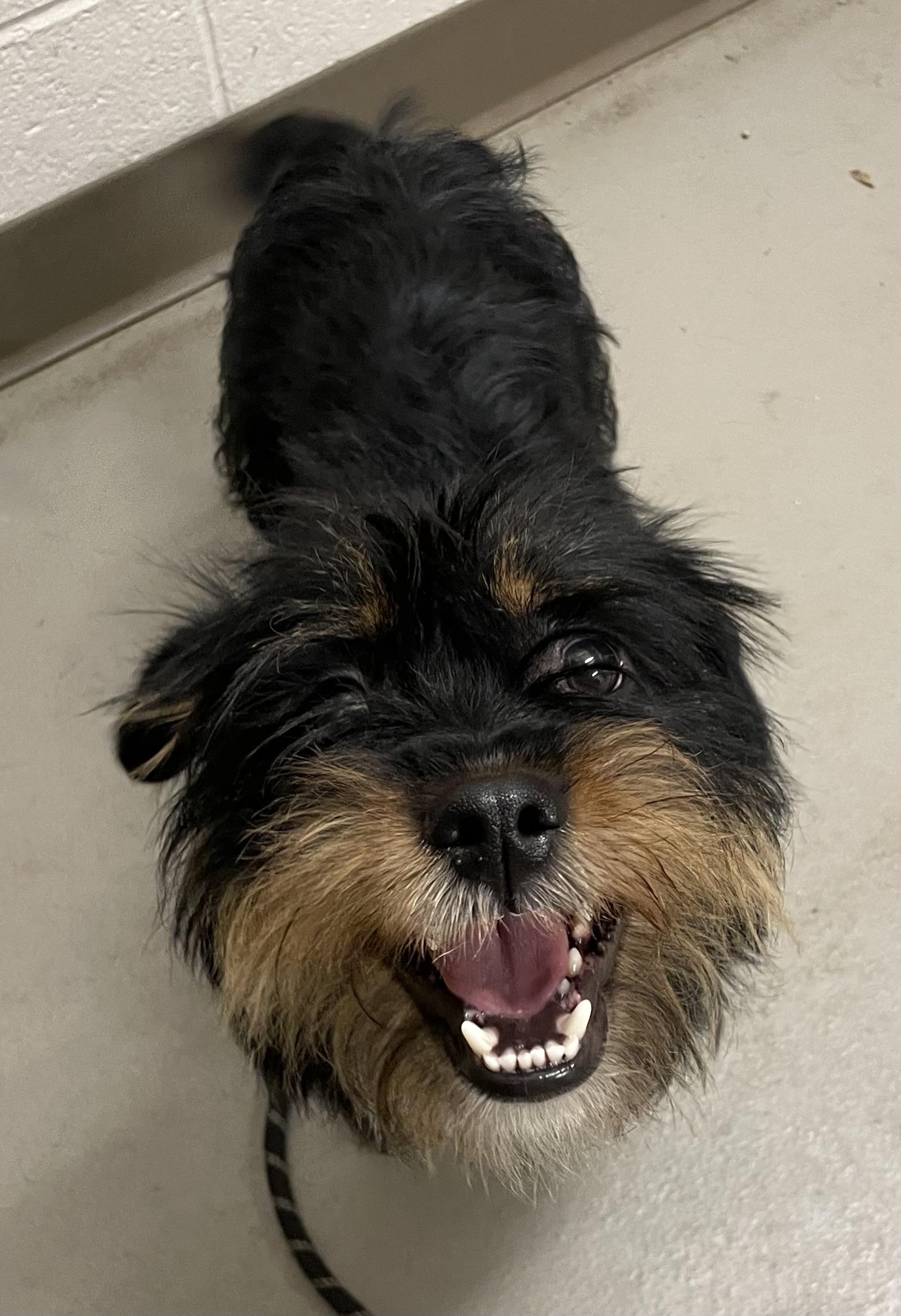 Enlarge Aspen ADOPTED , an adopted Terrier in Canton, OH image 2/2