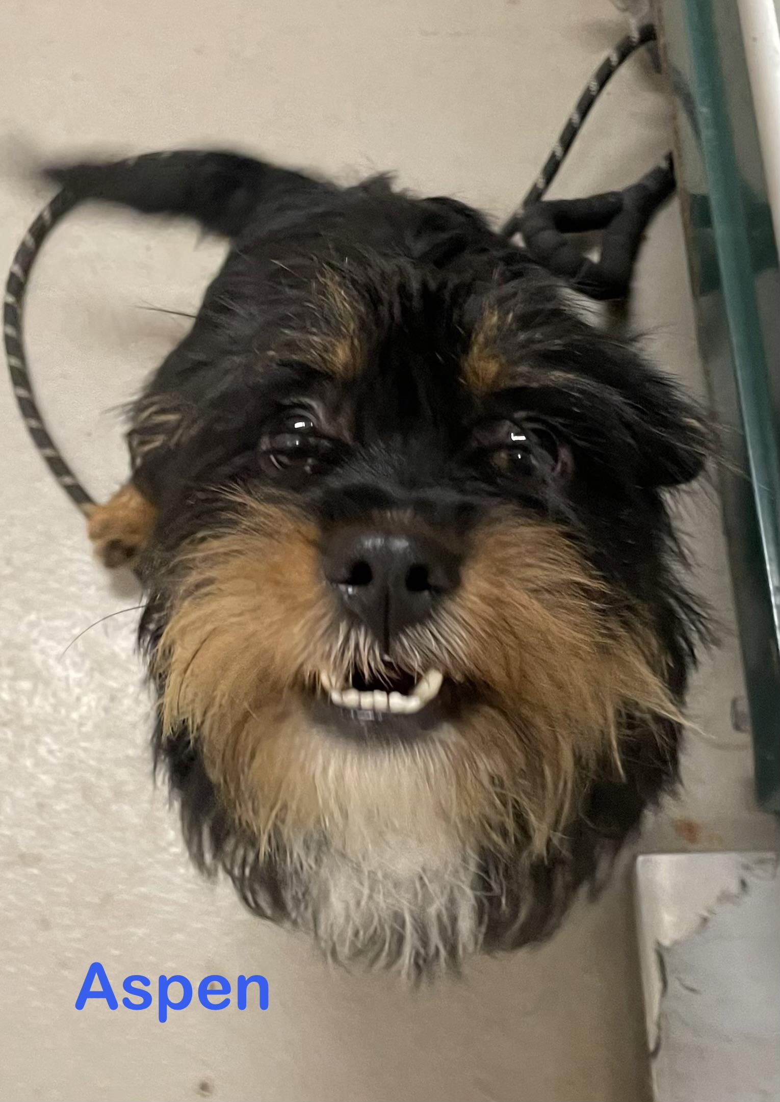 Aspen ADOPTED , adopted, Young Male Terrier.