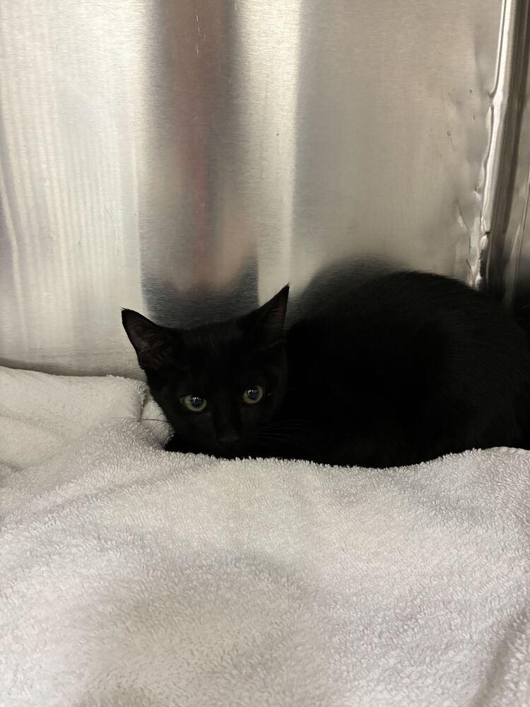 Raven, Adoptable, Kitten Female Domestic Short Hair.