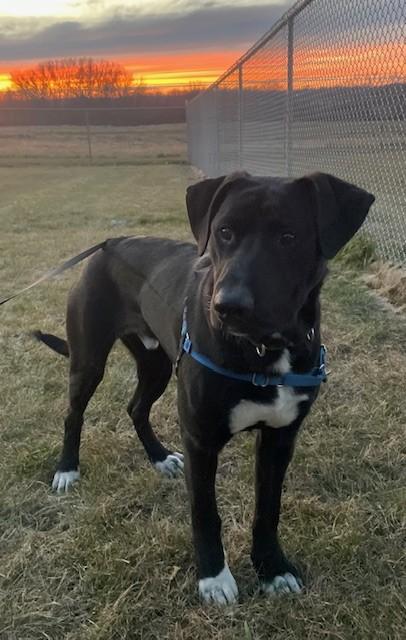 Enlarge T'Chala, a Adoptable mixed breed in Willmar, MN image 1/3
