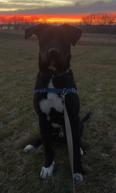 Enlarge T'Chala, a Adoptable mixed breed in Willmar, MN image 2/3