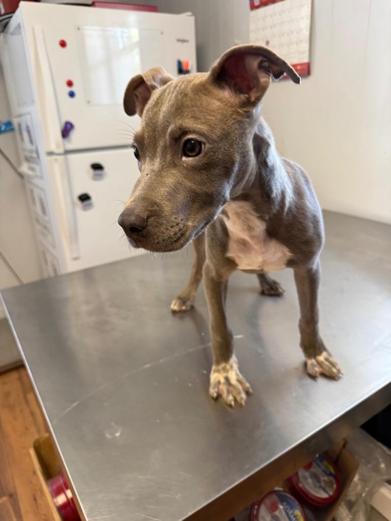 Oden, Adoptable, Puppy Male Staffordshire Bull Terrier & Mixed Breed.