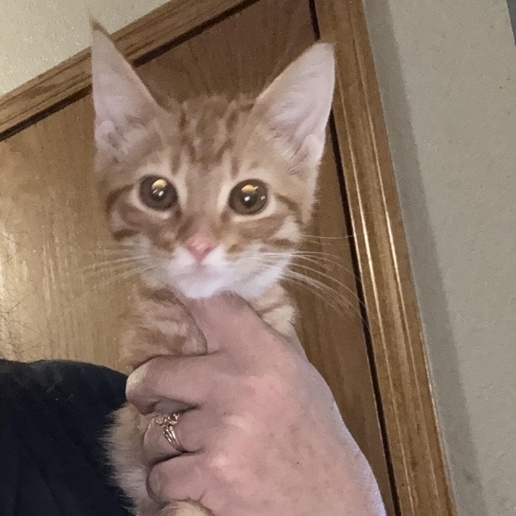 Enlarge Griffin, a Adoptable Domestic Short Hair in Granby, MO image 1/1