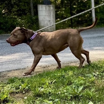 Enlarge Riva, a ADOPTABLE mixed breed in Prince Frederick, MD image 3/5
