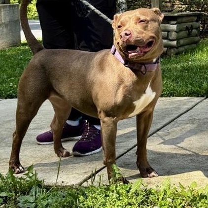Enlarge Riva, a ADOPTABLE mixed breed in Prince Frederick, MD image 4/5