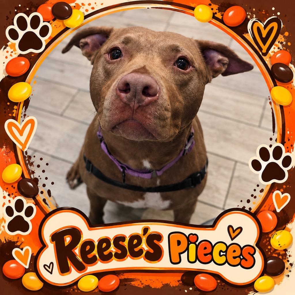 Reese's Pieces, Adoptable, Adult Female Labrador Retriever.