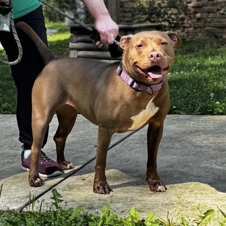 Riva, ADOPTABLE, Adult Female Labrador Retriever.