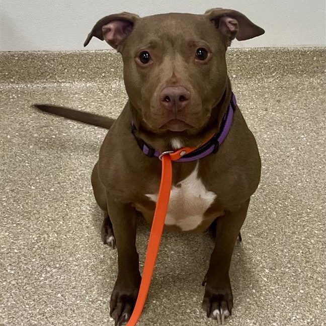 Enlarge Riva, a ADOPTABLE mixed breed in Prince Frederick, MD image 2/5