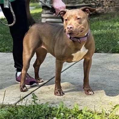 Enlarge Riva, a ADOPTABLE mixed breed in Prince Frederick, MD image 5/5