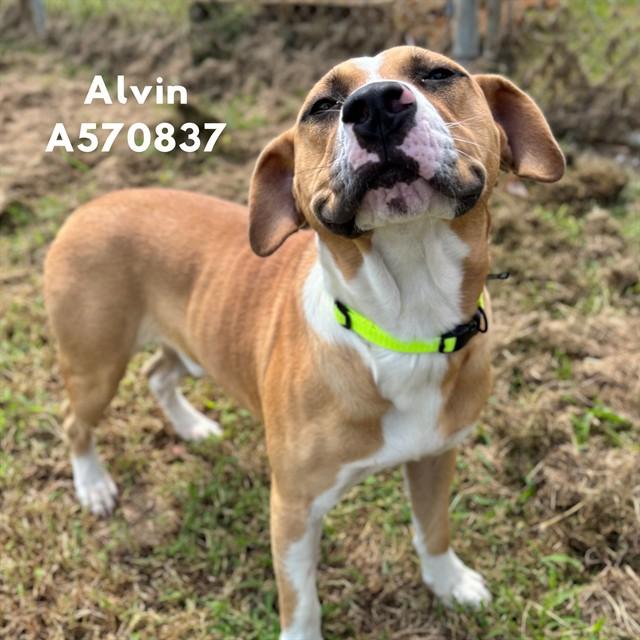 Enlarge ALVIN, a Adoptable mixed breed in Huntsville, AL image 1/1
