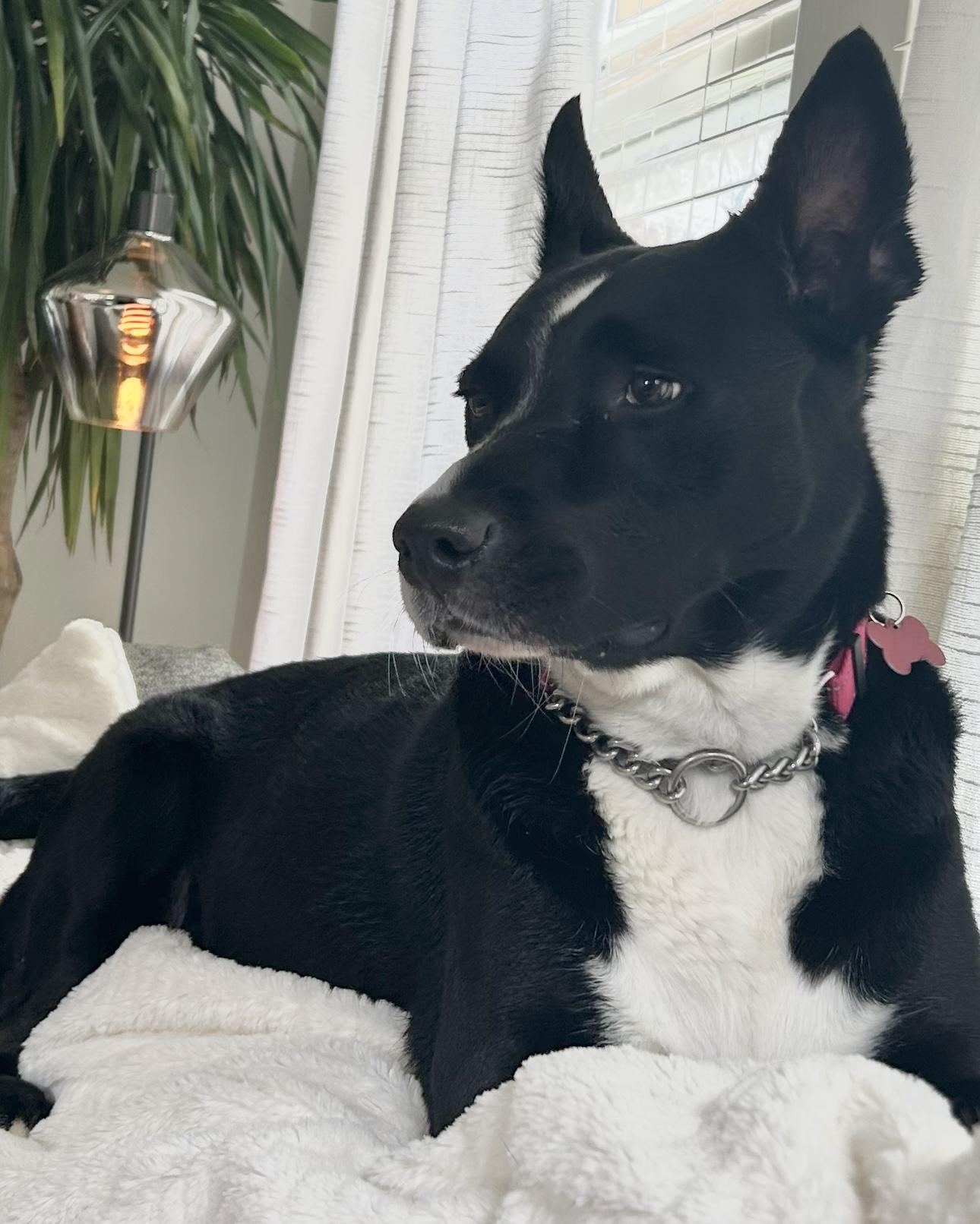 Poppy, Adoptable, Adult Female McNab.