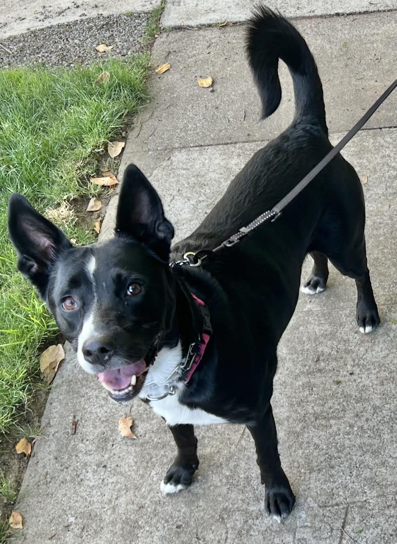 Poppy, an adoptable McNab in Beaverton, OR, 97005 | Photo Image 2