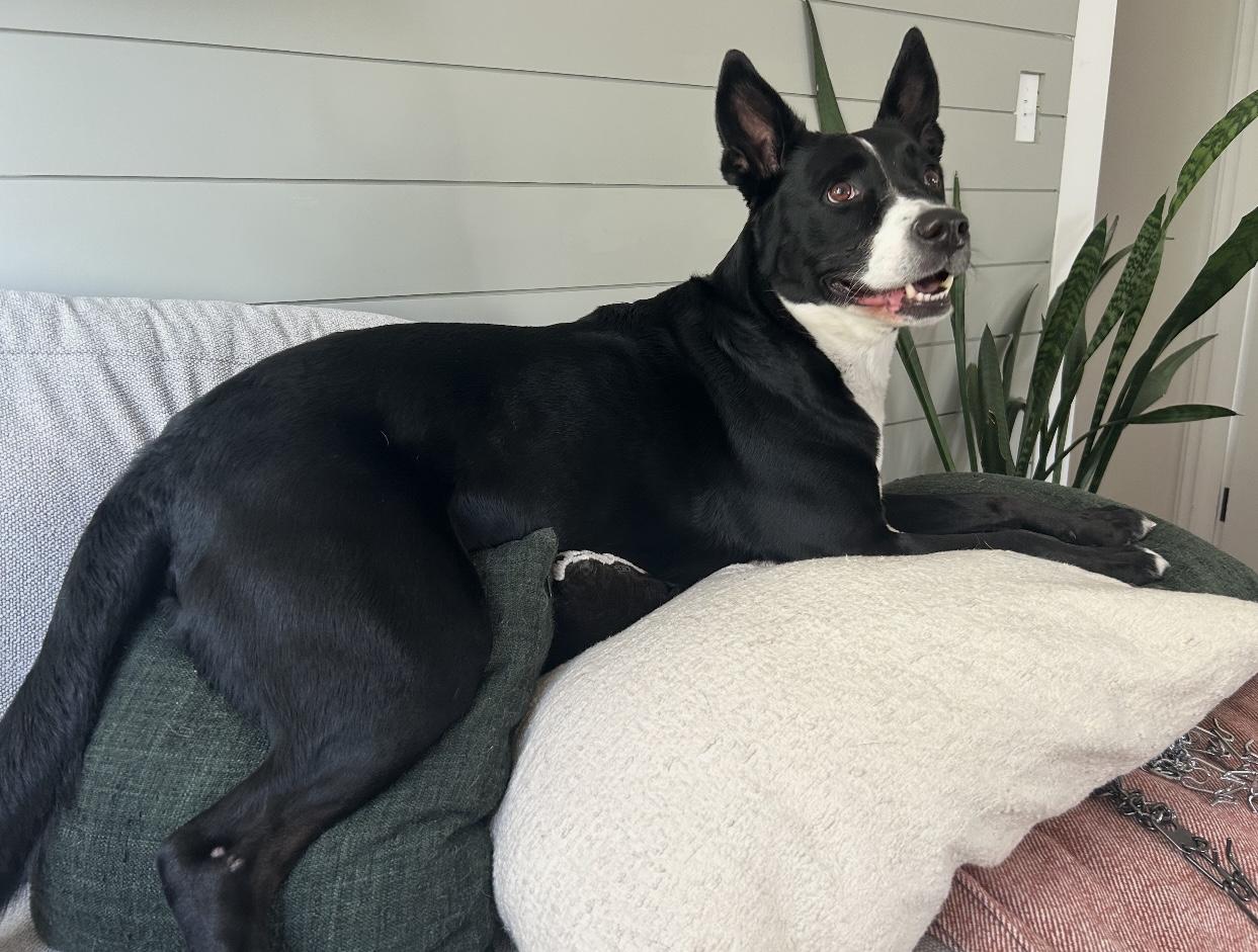 Poppy, a Adoptable mixed breed in Beaverton, OR image 3/5