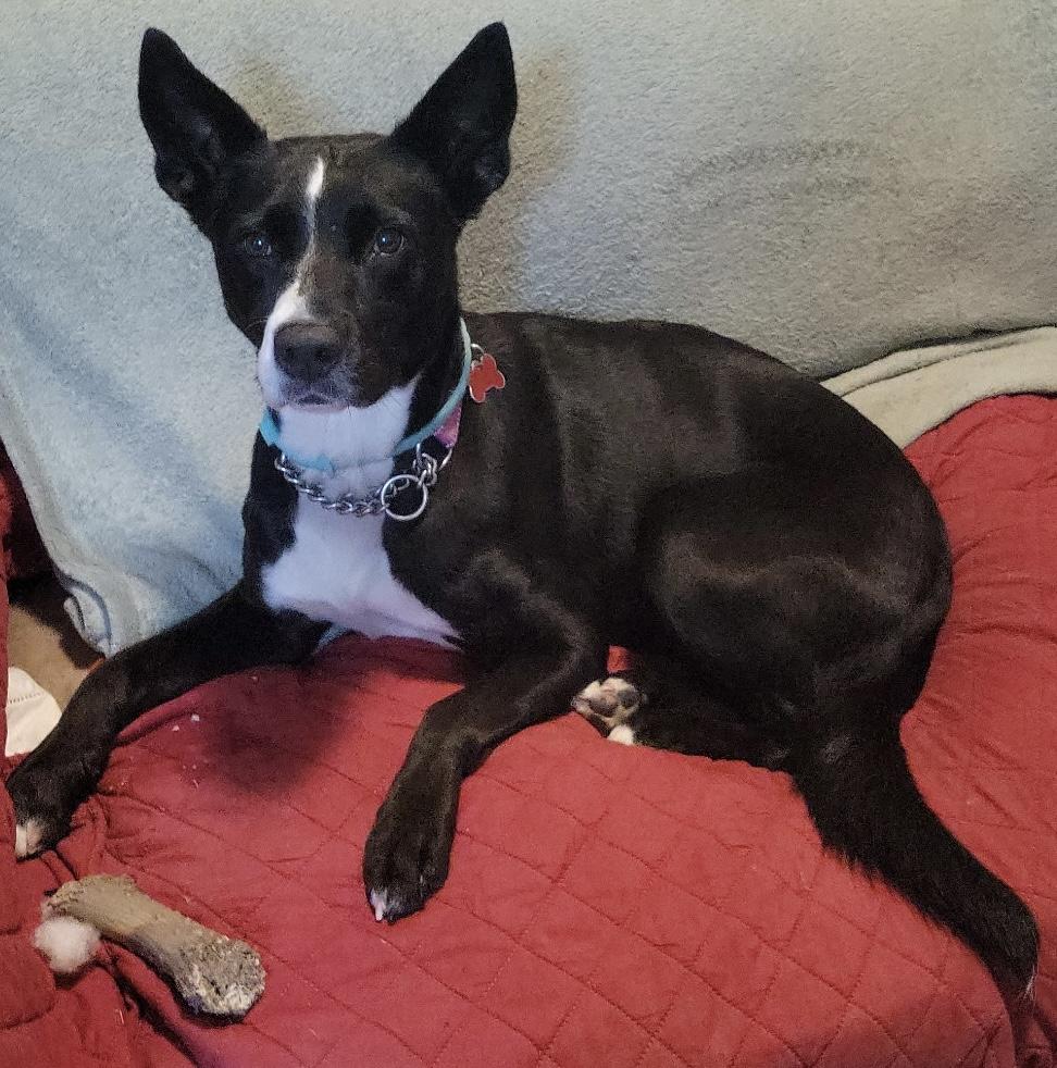 Poppy, Adoptable, Adult Female McNab.