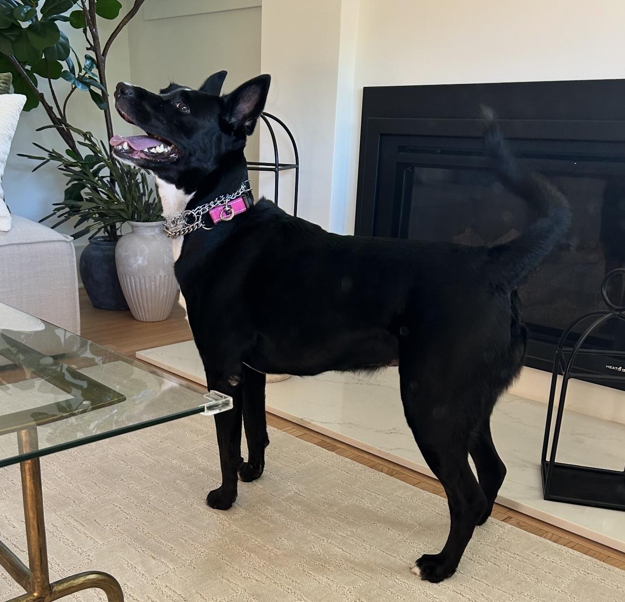 Poppy, a Adoptable mixed breed in Beaverton, OR image 4/5