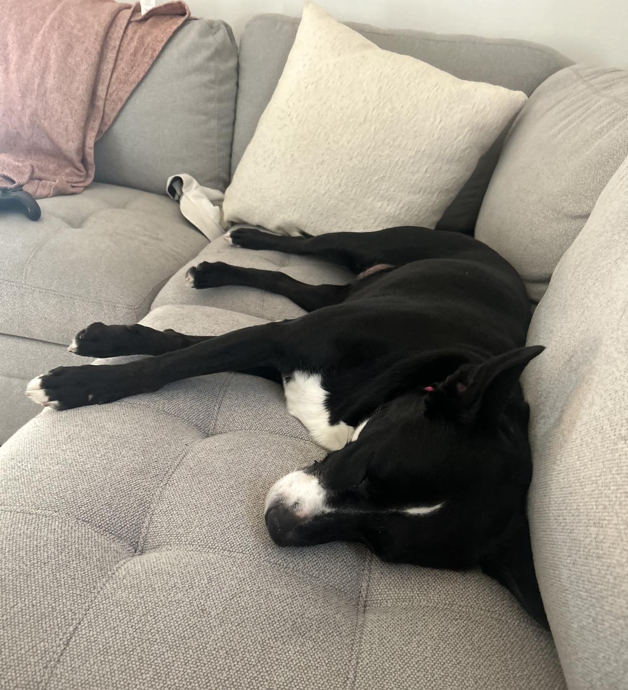 Poppy, a Adoptable mixed breed in Beaverton, OR image 5/5