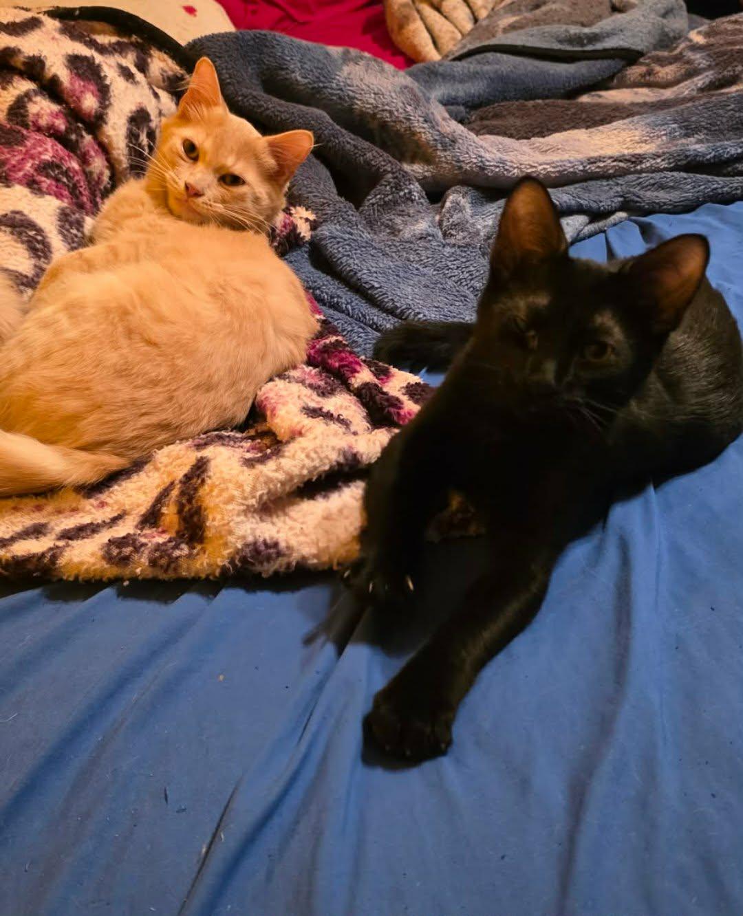 Enlarge Oakley and Tuna, a ADOPTABLE Domestic Short Hair in Ann Arbor, MI image 2/2