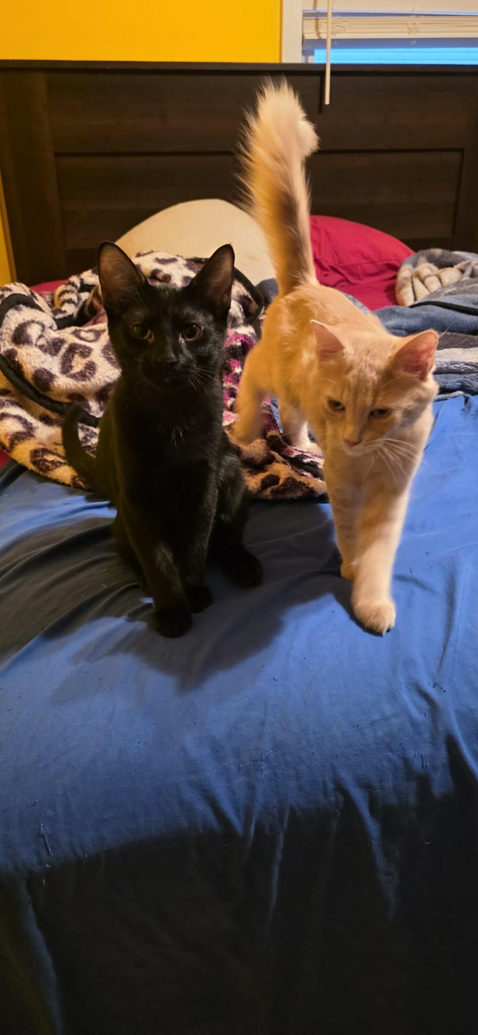 Oakley and Tuna, ADOPTABLE, Young Male Domestic Short Hair.