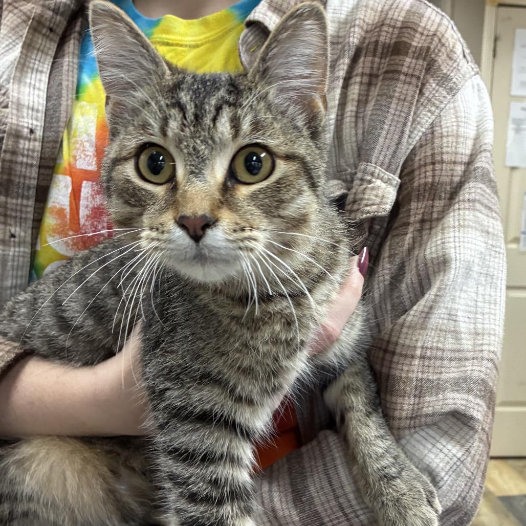 Enlarge Allen, a Adoptable mixed breed in Hattiesburg, MS image 1/1