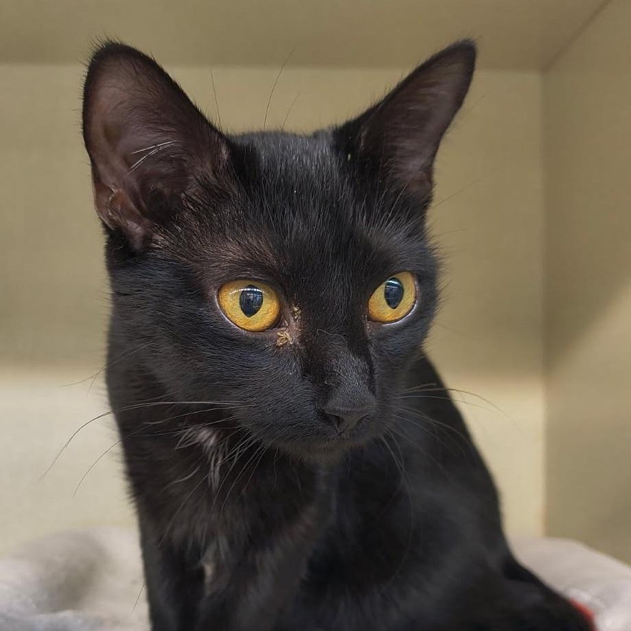 Enlarge Ebony, a ADOPTABLE mixed breed in Saint Marys, PA image 1/1