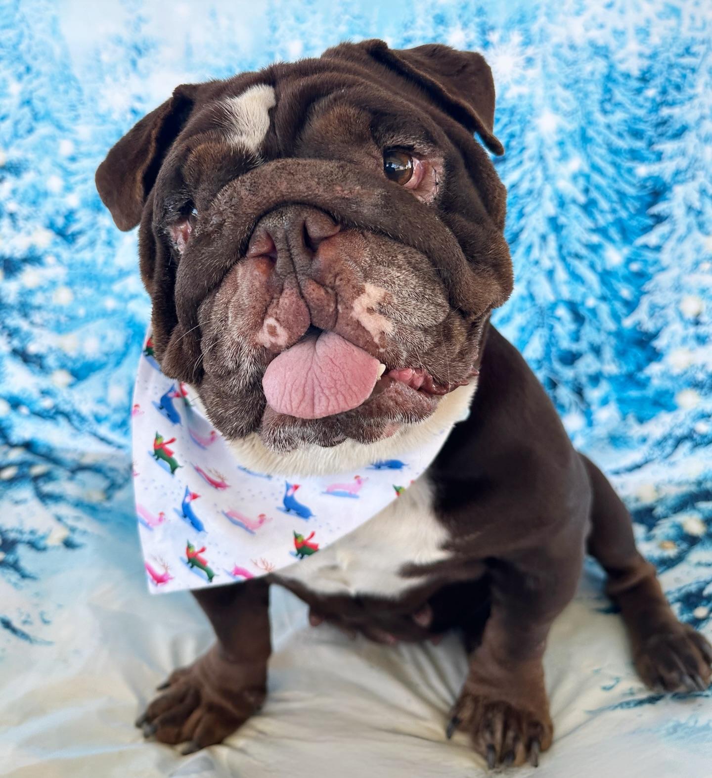 Dove, adopted, Young Female English Bulldog.