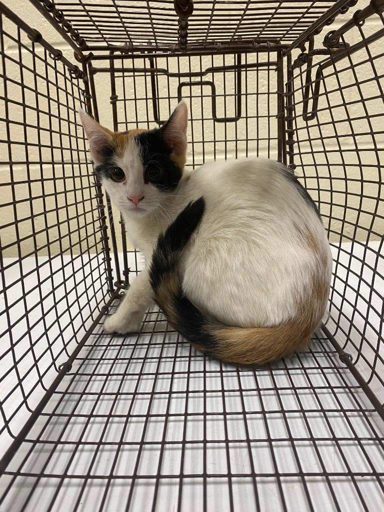 2023-11-031, Adopted, Adult Female Domestic Short Hair.