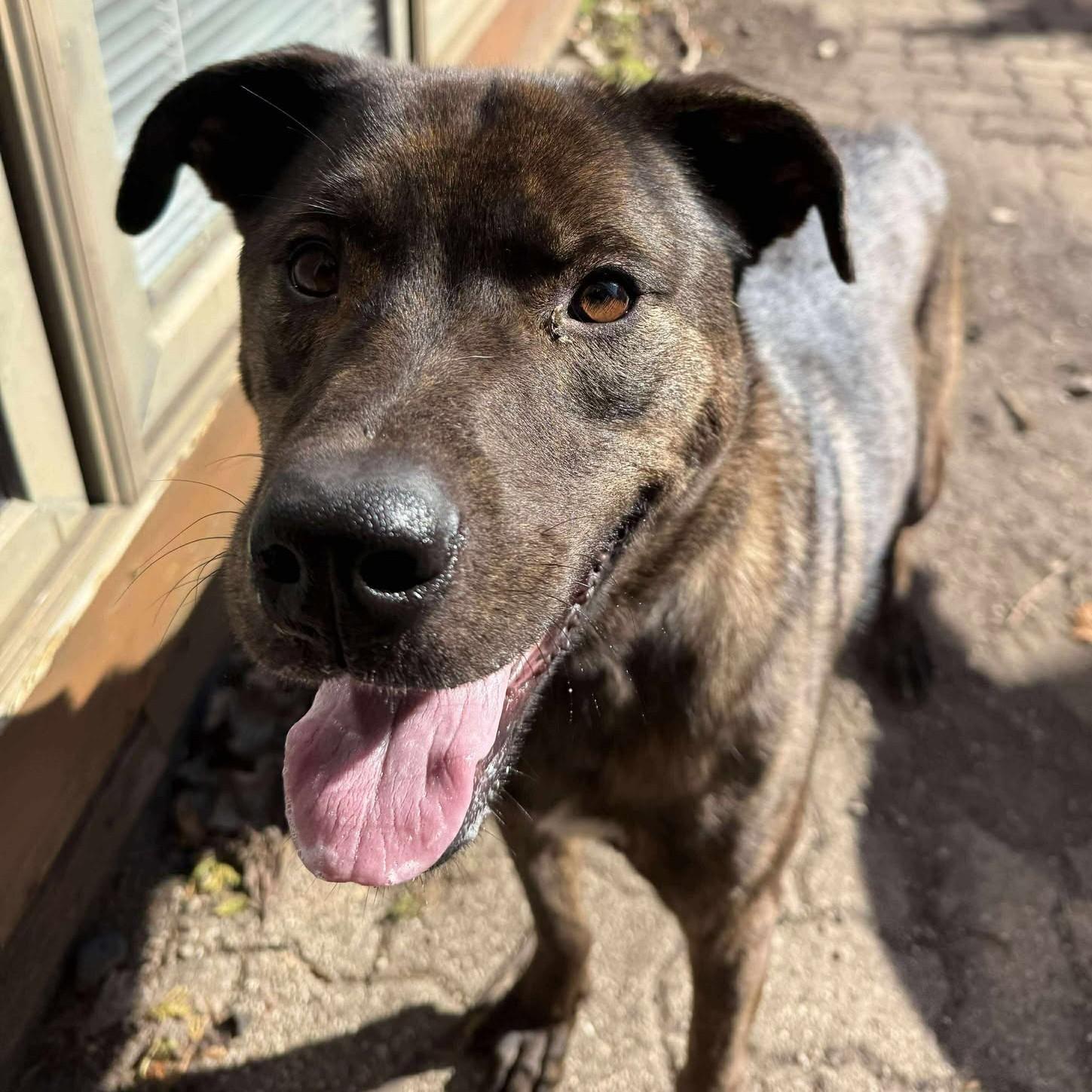 Cadi, Adoptable, Adult Female Boxer.