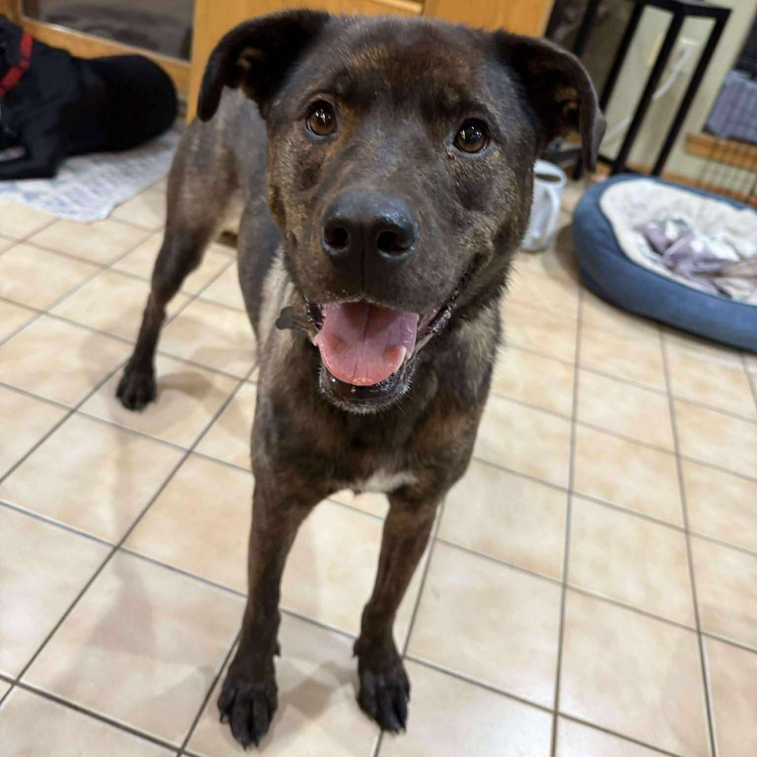 Enlarge Cadi, a Adoptable mixed breed in Grand Forks, ND image 2/3