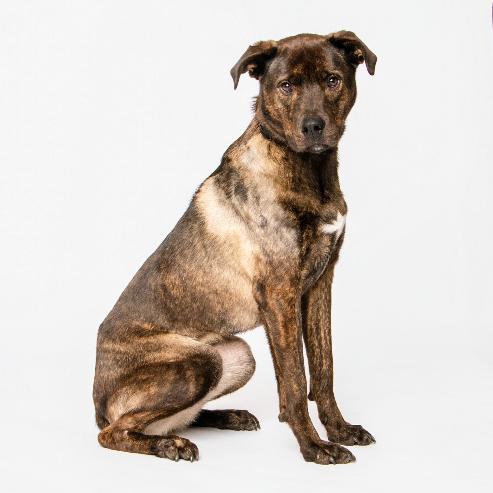 Enlarge Cadi, a Adoptable mixed breed in Grand Forks, ND image 3/3