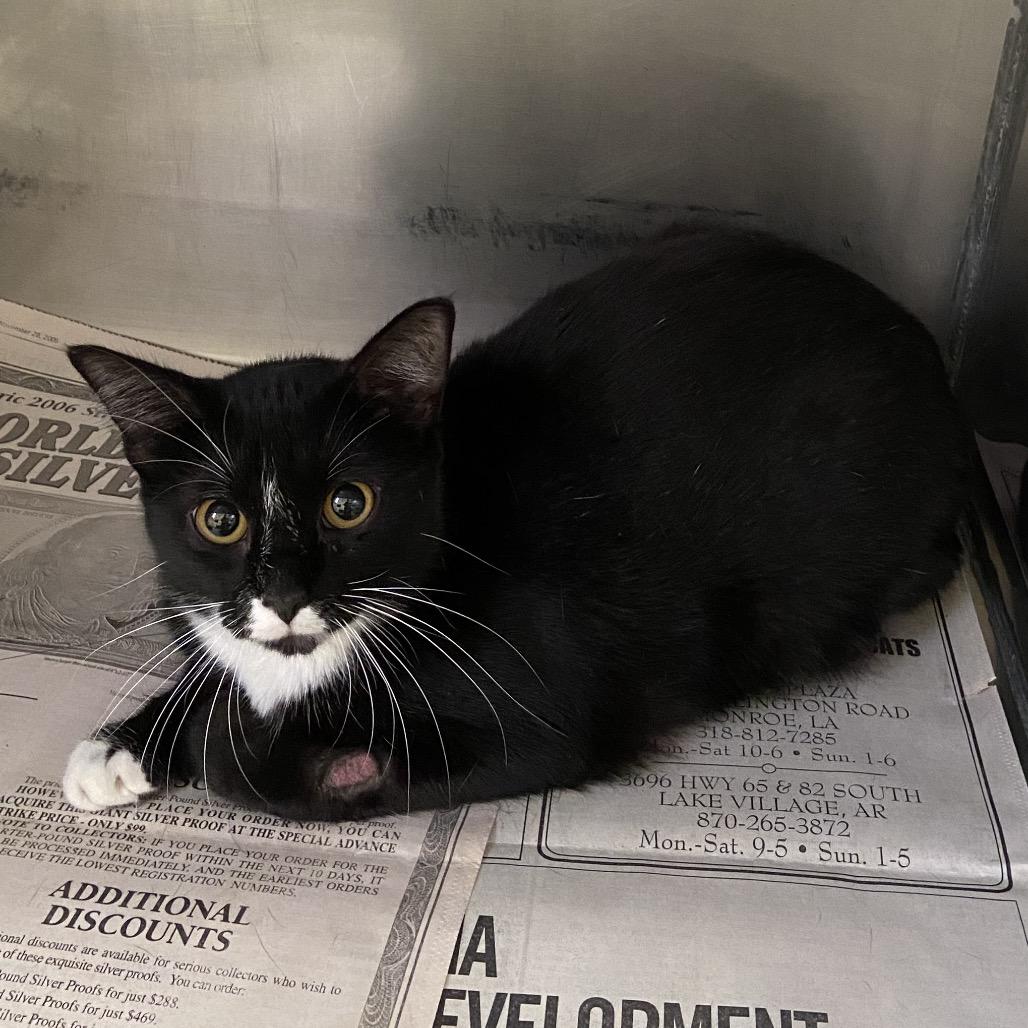 Enlarge Oreo, a Adoptable Domestic Short Hair in Monroe, LA image 1/1