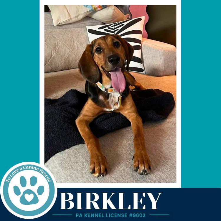 Enlarge Birkley 100326, a Adoptable mixed breed in Kimberton, PA image 1/5