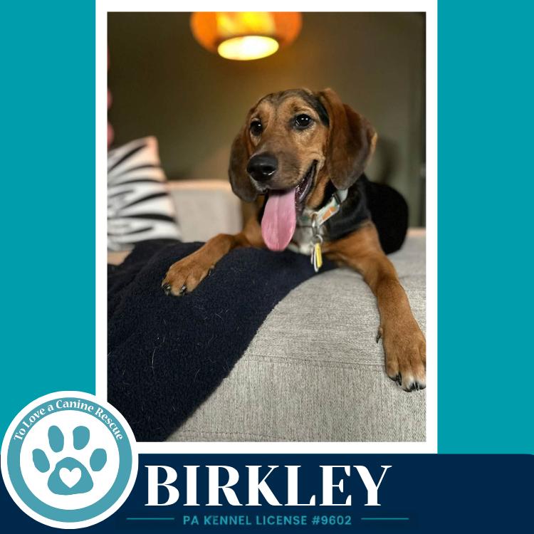 Enlarge Birkley 100326, a Adoptable mixed breed in Kimberton, PA image 2/5